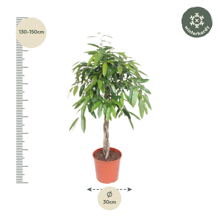 Ficus Amstel King gevlochten stam - ↕140cm - Ø30cm
