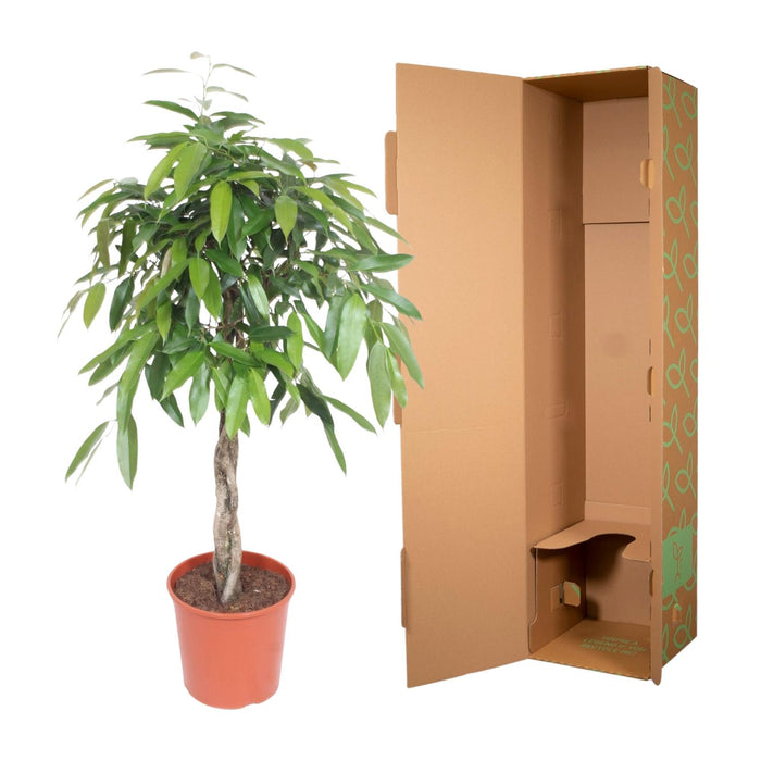 Ficus Amstel King gevlochten stam - ↕140cm - Ø30cm