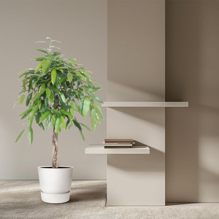Ficus Amstel King gevlochten stam - ↕140cm - Ø30cm