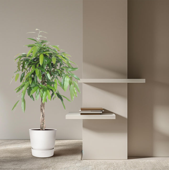 Ficus Amstel King flettet stamme - ↕140cm - Ø30cm