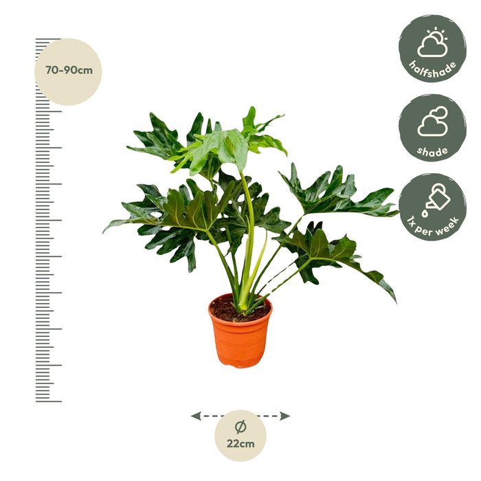 Philodendron Selloum - ↕60cm - Ø22cm