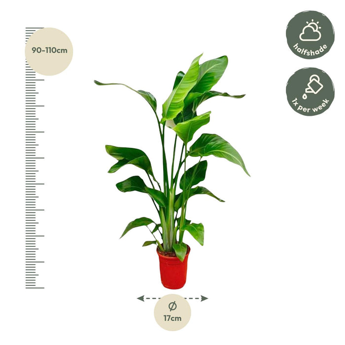Strelitzia Nicolai - Paradijsvogelplant - ↕100 cm - Ø17cm