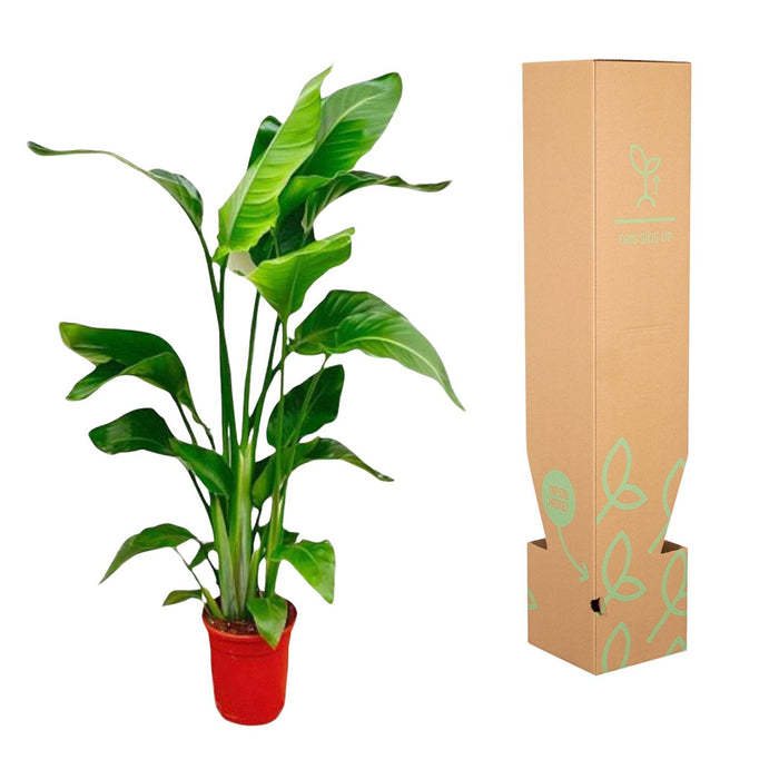 Strelitzia Nicolai - Paradijsvogelplant - ↕100 cm - Ø17cm