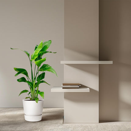 Strelitzia Nicolai – Paradiesvogelblume – ↕100 cm – Ø17 cm