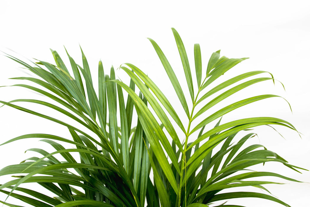 Areca Palm (Dypsis Lutescens) - Goudpalm - ↕160cm - Ø24cm