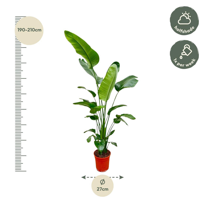 Strelitzia Nicolai - ↕180-200cm - Ø25-30cm