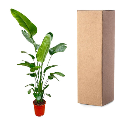 Strelitzia Nicolai - ↕180-200cm - Ø25-30cm