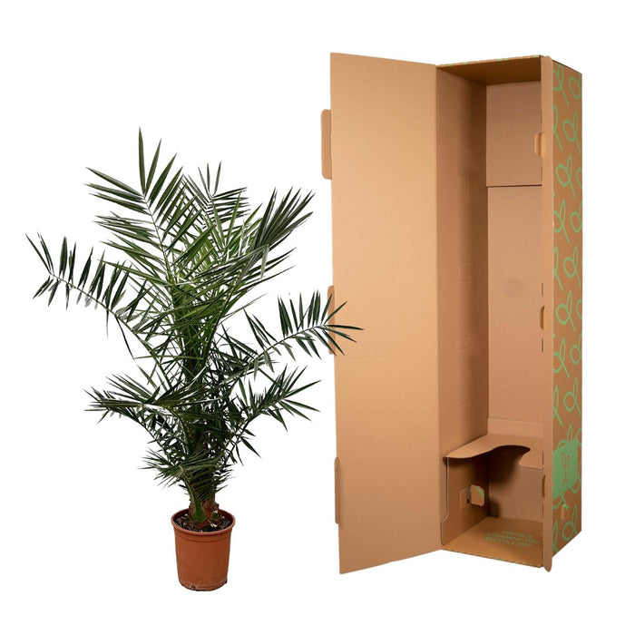 Phoenix Canariensis - Canarische Dadelpalm - ↕130cm - Ø20cm