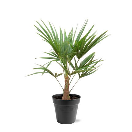 Trachycarpus - ↕90cm- Ø21cm