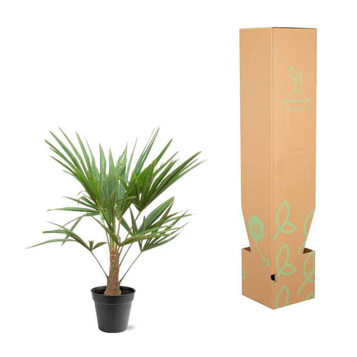 Trachycarpus - ↕90cm- Ø21cm