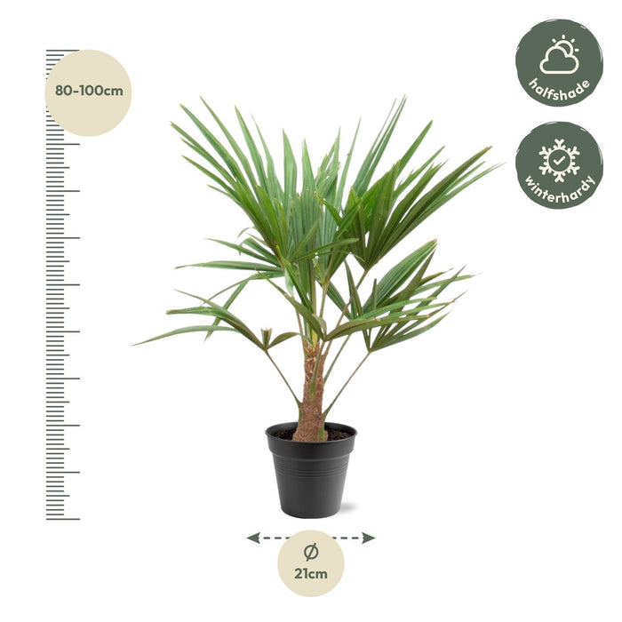 Trachycarpus - ↕90cm- Ø21cm
