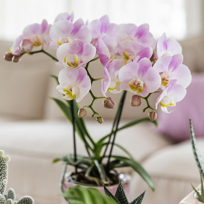 Roze phalaenopsis orchidee - Portugal - Ø9cm | bloeiende kamerplant