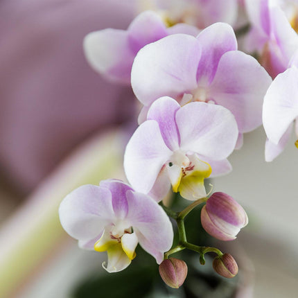 Roze phalaenopsis orchidee - Portugal - Ø9cm | bloeiende kamerplant