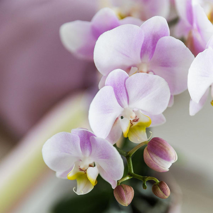 Roze phalaenopsis orchidee - Portugal - Ø9cm | bloeiende kamerplant
