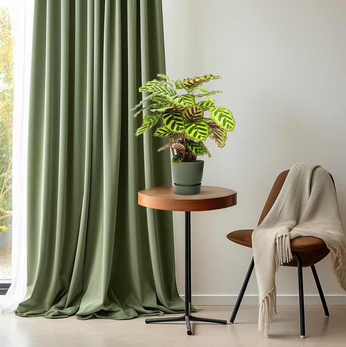 Calathea Makoyana - ↕45cm - Ø14cm