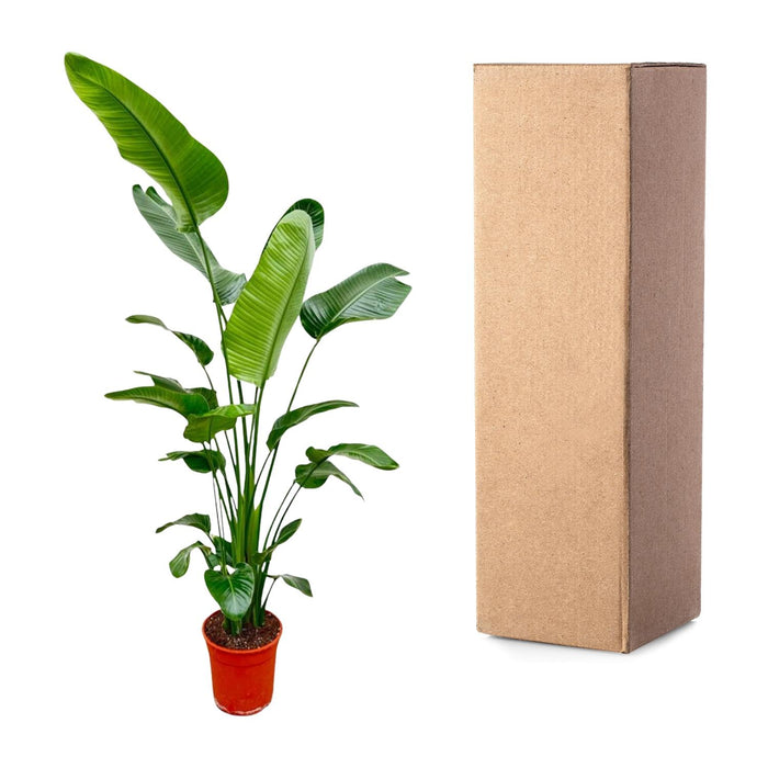 Strelitzia Nicolai - ↕180-200cm - Ø25-30cm