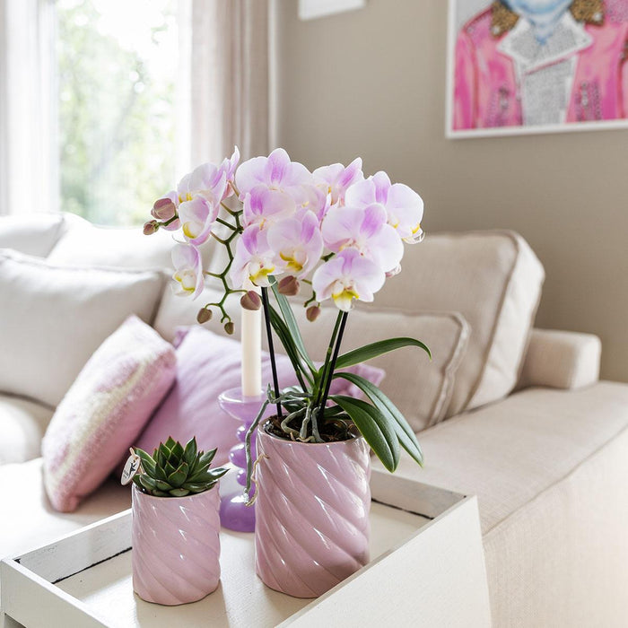 Roze phalaenopsis orchidee - Portugal - Ø9cm | bloeiende kamerplant