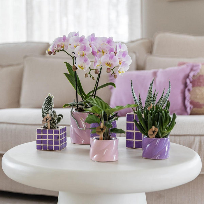 Roze phalaenopsis orchidee - Portugal - Ø9cm | bloeiende kamerplant