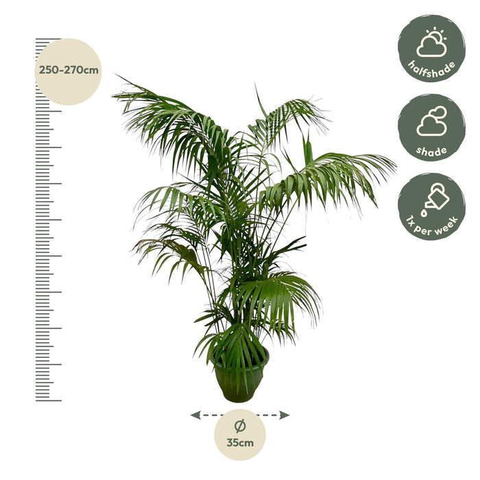 Kentia Palm XXL - ↕275cm - Ø35cm - Howea