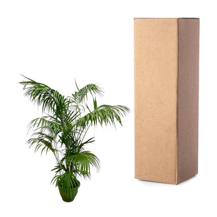 Kentia Palm XXL - Howea - ↕250cm - Ø32-40cm -