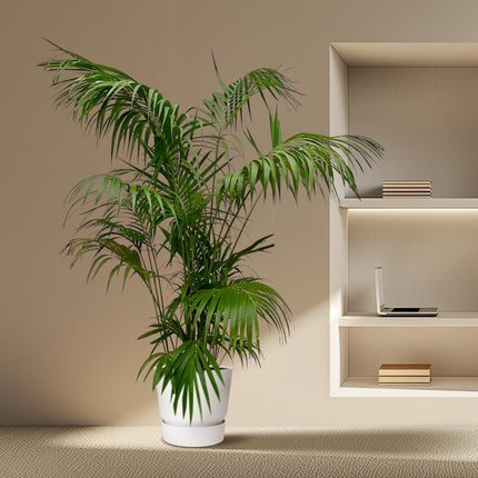 Kentia Palm XXL - Howea - ↕250cm - Ø32-40cm -