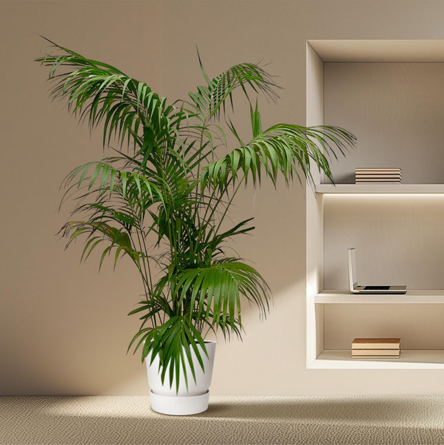 Kentia Palm XXL - Howea - ↕250cm - Ø32-40cm -