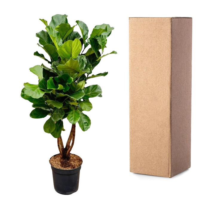 Ficus Lyrata vertakt XL - ↕200cm - Ø32cm
