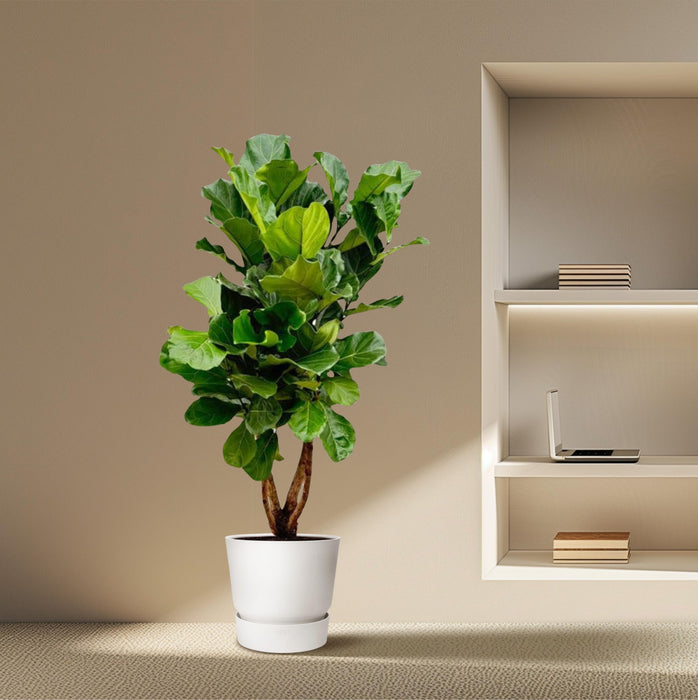 Ficus Lyrata vertakt XL - ↕200cm - Ø32cm