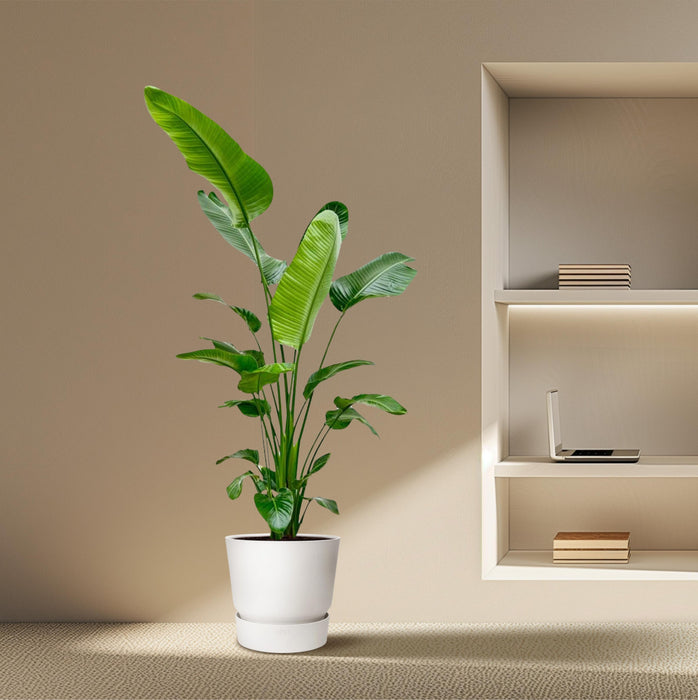 Strelitzia Nicolai - ↕180-200cm - Ø25-30cm