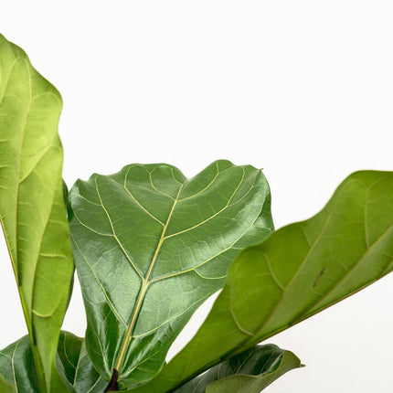 Ficus Lyrata ramificato XL - ↕190cm - Ø34cm