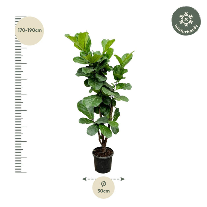 Ficus Lyrata vertakt - ↕180cm - Ø30cm