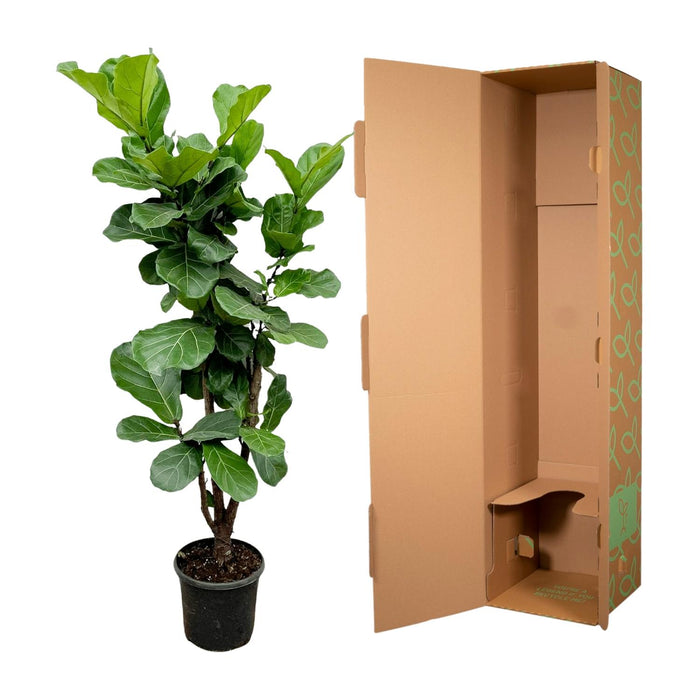 Ficus Lyrata vertakt - ↕180cm - Ø30cm