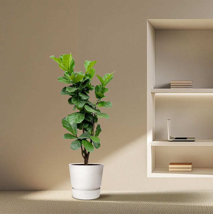 Ficus Lyrata vertakt - ↕180cm - Ø30cm