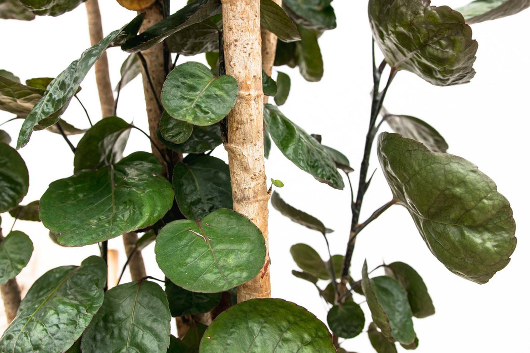 Polyscias Fabian XXL - Aralia - ↕160cm - Ø30cm