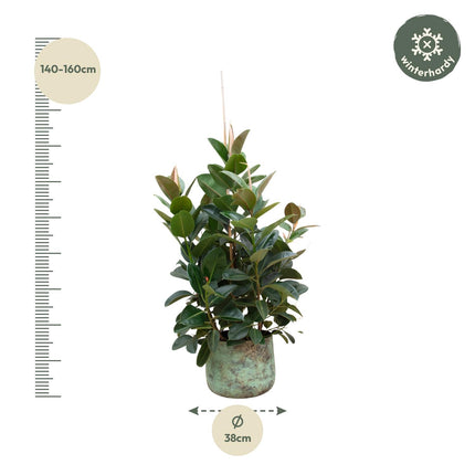 Ficus Robusta branched - ↕150cm - Ø38cm