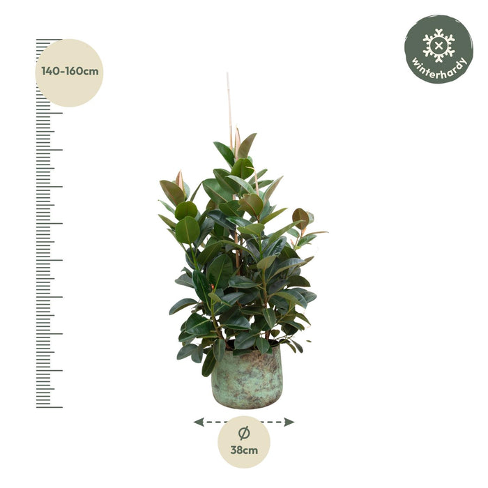 Ficus Robusta vertakt - ↕150cm - Ø38cm