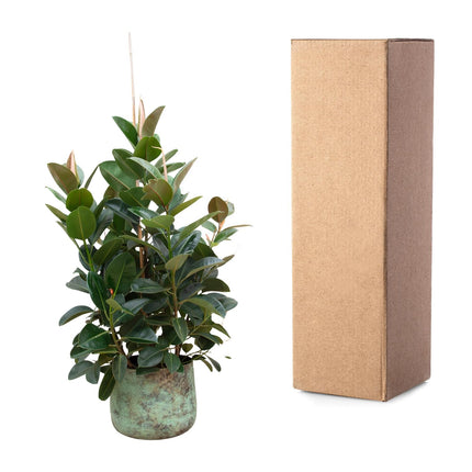 Ficus Robusta branched - ↕150cm - Ø38cm