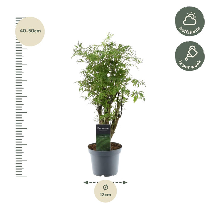 Polyscias Hawaiiana Ming - Aralia - ↕45cm - Ø12cm