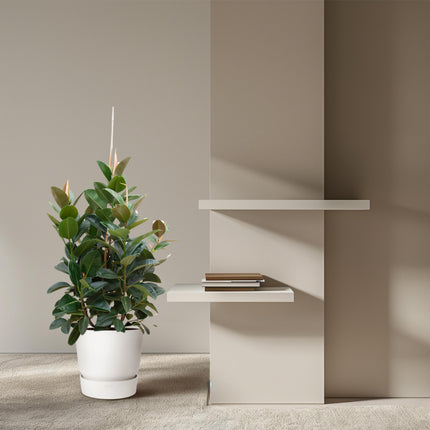 Ficus Robusta branched - ↕150cm - Ø38cm