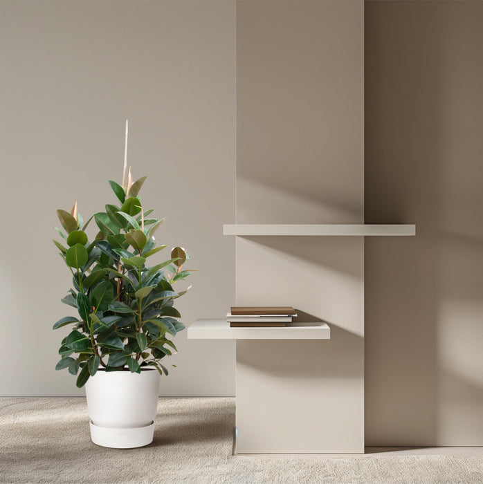 Ficus Robusta vertakt - ↕150cm - Ø38cm