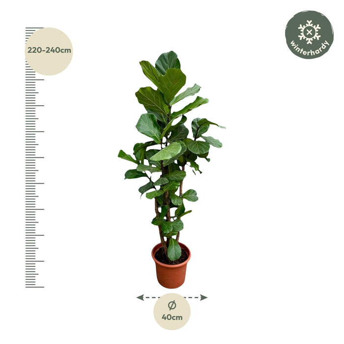 Ficus Lyrata vertakt XXL - ↕230cm - Ø40cm
