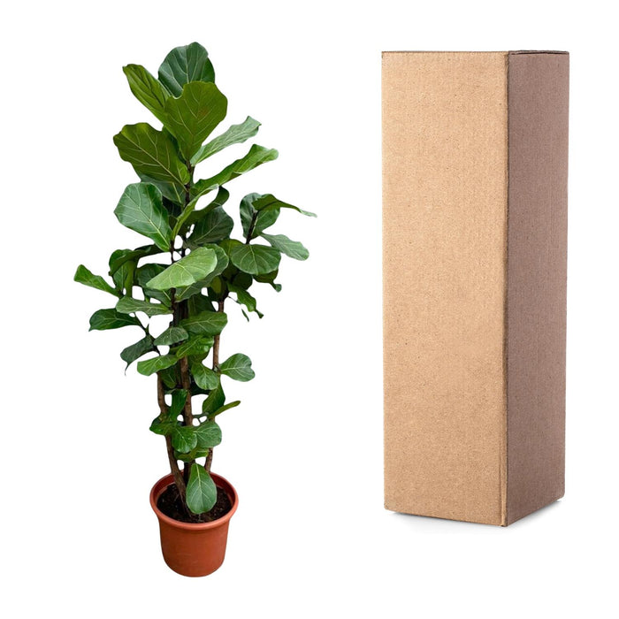 Ficus Lyrata vertakt XXL - ↕230cm - Ø40cm