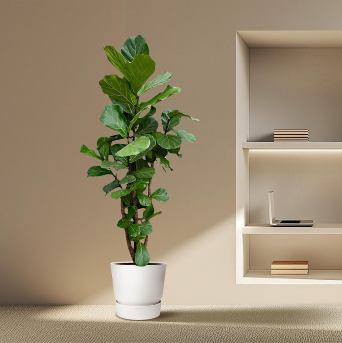 Ficus Lyrata vertakt XXL - ↕230cm - Ø40cm