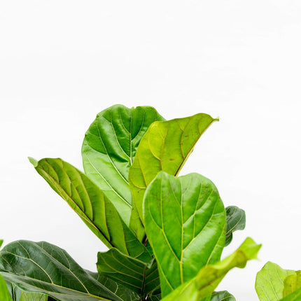 Ficus lyrata ramifié XXL - ↕230cm - Ø40cm