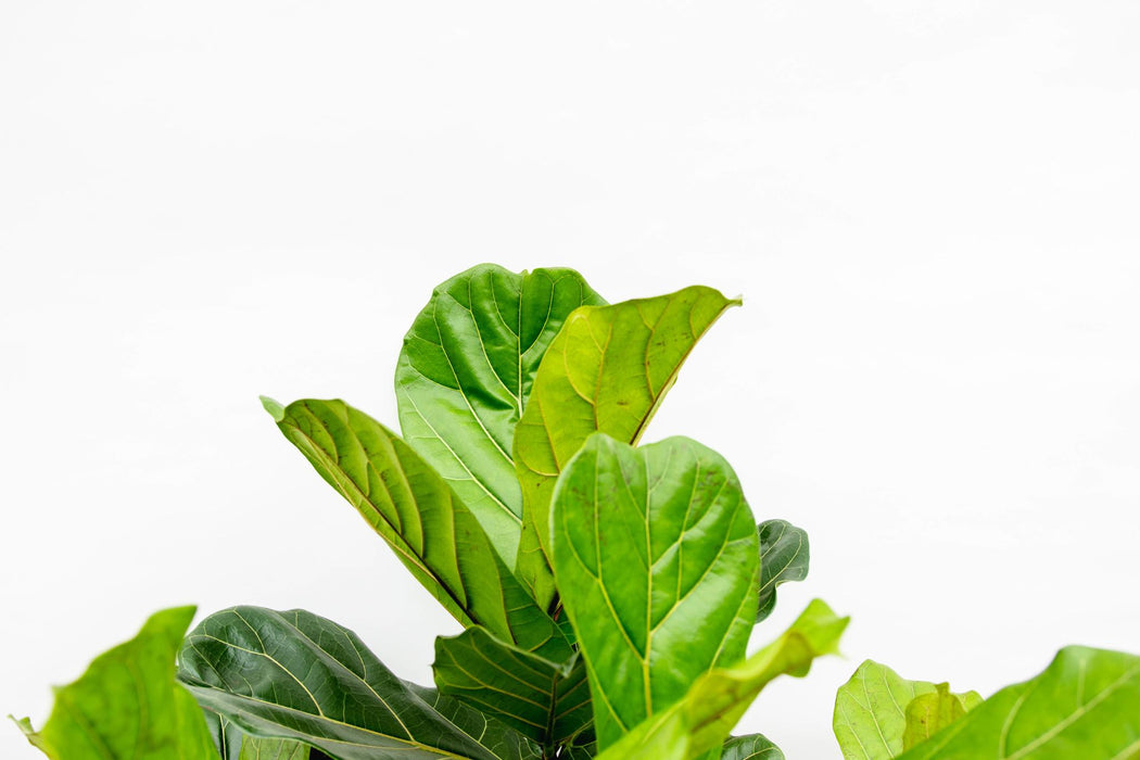 Ficus Lyrata vertakt XXL - ↕230cm - Ø40cm