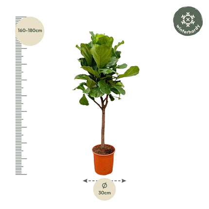 Feigenbaum (Ficus lyrata) - ↕180 cm - Ø30 cm