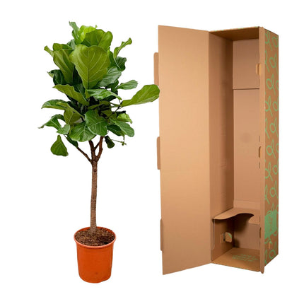 Feigenbaum (Ficus lyrata) - ↕180 cm - Ø30 cm