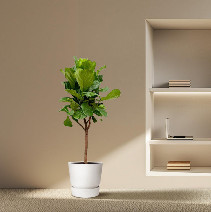 Ficus Lyrata boom - ↕180cm - Ø30cm