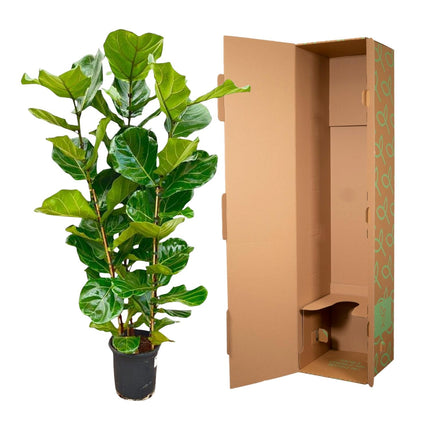 Arbuste Ficus lyrata - ↕160cm - Ø30cm