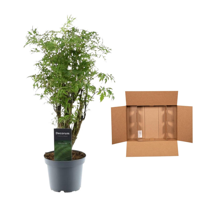 Polyscias Hawaiiana Ming - Aralia - ↕45cm - Ø12cm